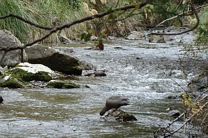 Image of whirinaki12philn (12).jpg