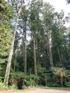 Image of whirinakijun18g.jpg