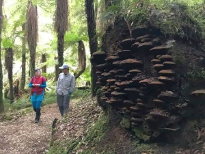 Image of whirinakioct17g.jpg