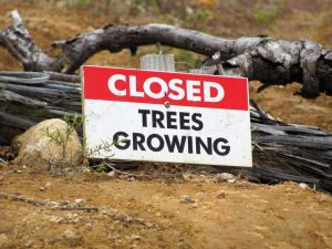 Image of wires11ggtrack.jpg