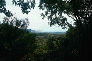 Image of woodhillmuriwaiq.jpg