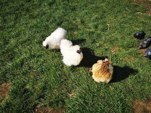 Image of amburyparksep24b.jpg