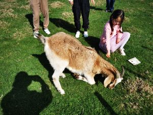 Image of amburyparksep24d.jpg