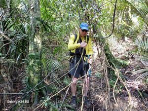 Image of hapuakohesep24d.jpg