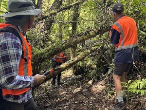 Image of kaimaibeenov25c.jpg