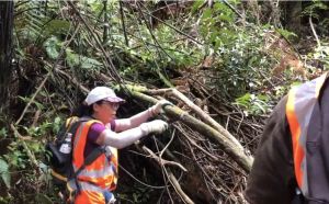 Image of kaimaisworkoct24c.jpg