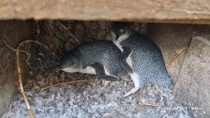 Image of motuorabeemar25c.jpg