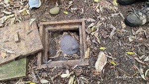 Image of motuorabeemar25d.jpg