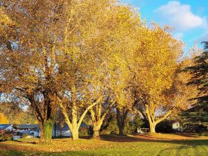 Image of mttaraweramay24b.jpg