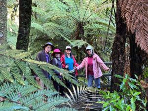 Image of puketiocct24m.jpg