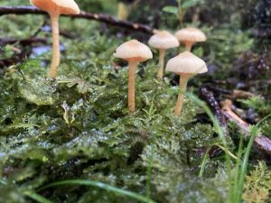 Image of pureorajun24b.jpg