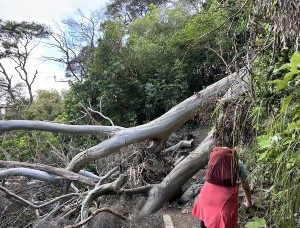 Image of tearohaoct25a.jpg