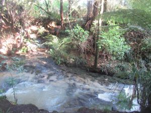 Image of totarapark24b.jpg