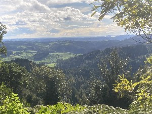 Image of wairoacosseysjun25ad.jpg