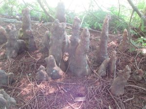 Image of westmerenov24k.jpg